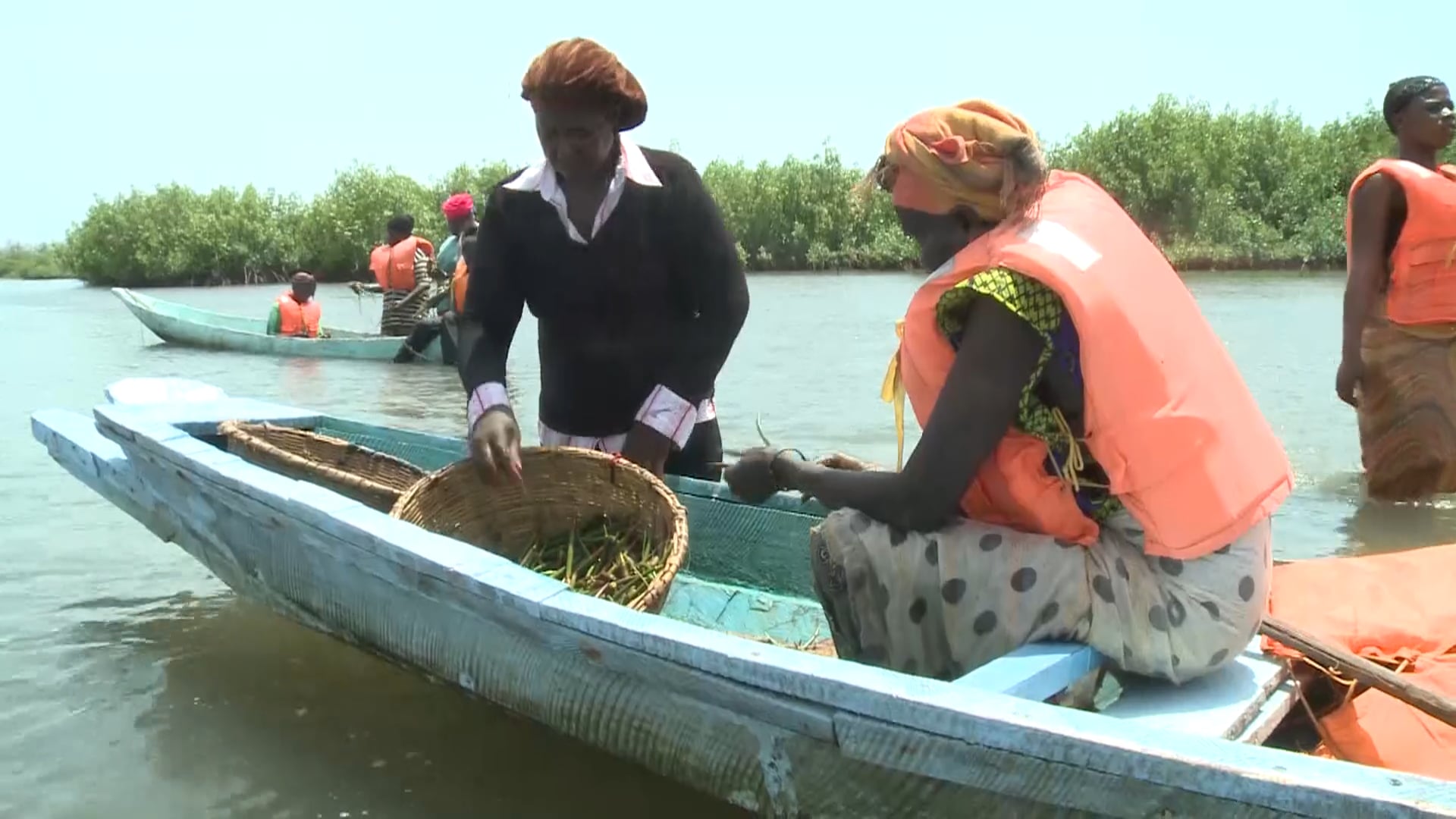 Money in the Mangroves